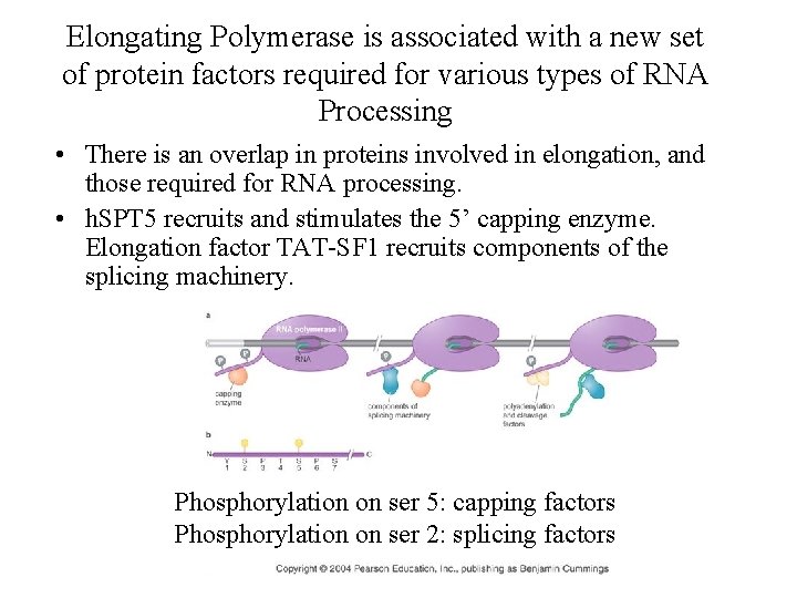 Elongating Polymerase is associated with a new set of protein factors required for various