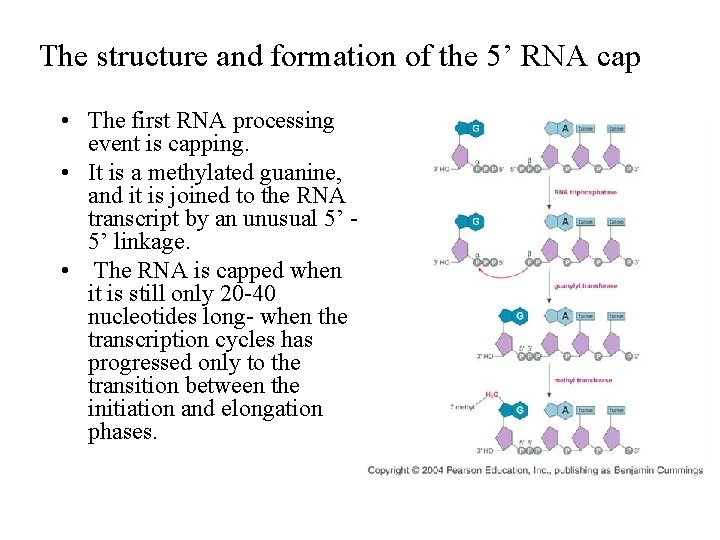 The structure and formation of the 5’ RNA cap • The first RNA processing