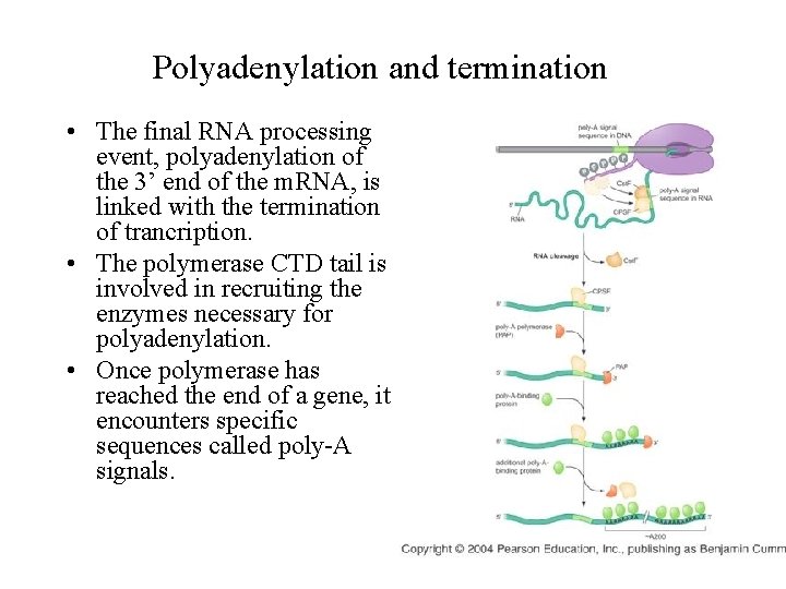 Polyadenylation and termination • The final RNA processing event, polyadenylation of the 3’ end