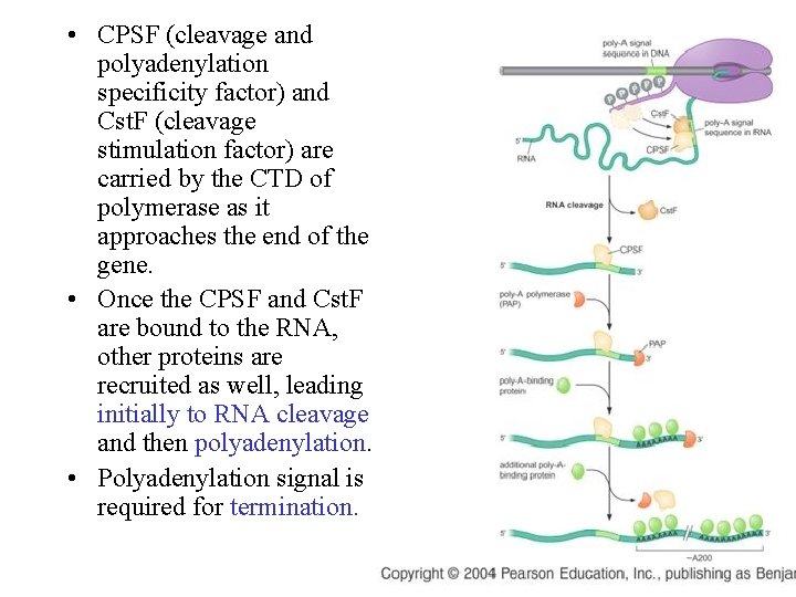  • CPSF (cleavage and polyadenylation specificity factor) and Cst. F (cleavage stimulation factor)