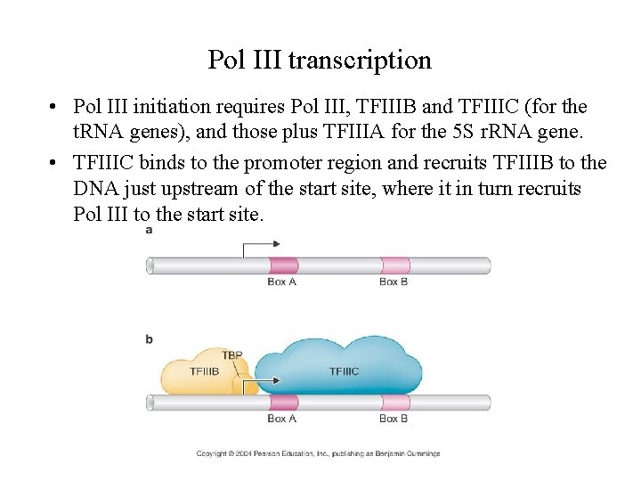 Pol III transcription • Pol III initiation requires Pol III, TFIIIB and TFIIIC (for