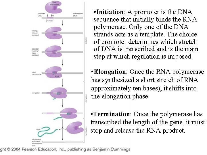  • Initiation: A promoter is the DNA sequence that initially binds the RNA