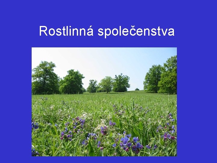 Rostlinná společenstva 