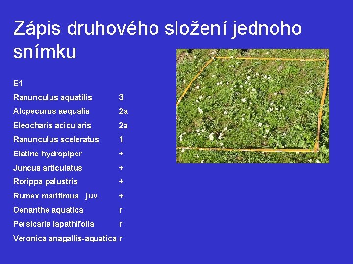 Zápis druhového složení jednoho snímku E 1 Ranunculus aquatilis 3 Alopecurus aequalis 2 a