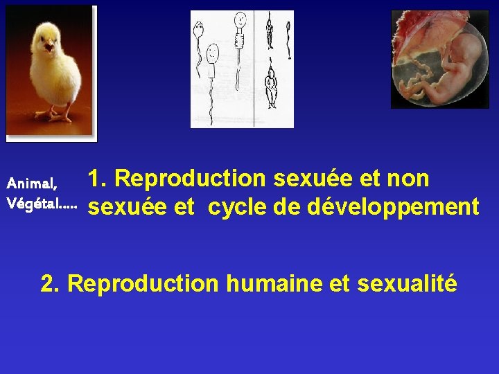 Animal, Végétal…. . 1. Reproduction sexuée et non sexuée et cycle de développement 2.
