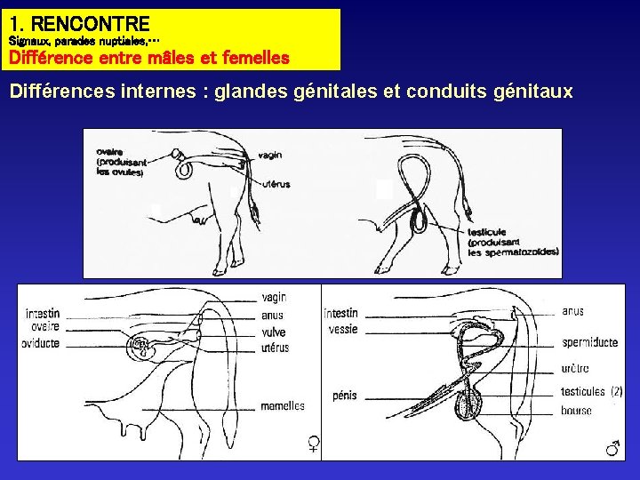 1. RENCONTRE Signaux, parades nuptiales, … Différence entre mâles et femelles Différences internes : 1. RENCONTRE Signaux, parades nuptiales, … Différence entre mâles et femelles Différences internes :