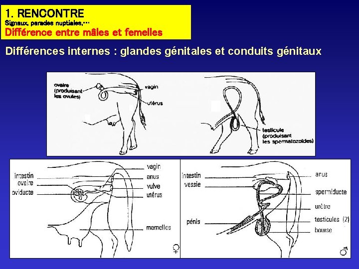 1. RENCONTRE Signaux, parades nuptiales, … Différence entre mâles et femelles Différences internes :