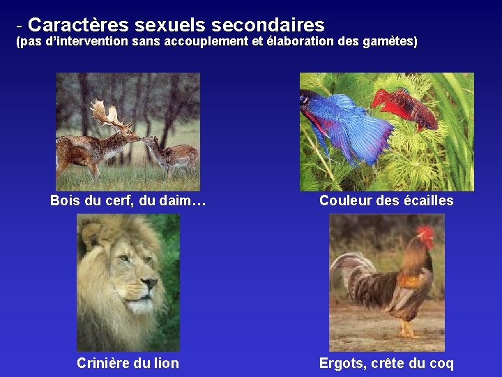 - Caractères sexuels secondaires (pas d’intervention sans accouplement et élaboration des gamètes) Bois du