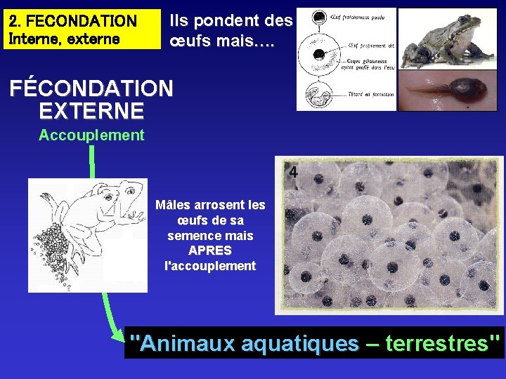 2. FECONDATION Interne, externe Ils pondent des œufs mais…. FÉCONDATION EXTERNE Accouplement Mâles arrosent