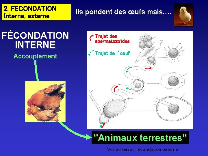 2. FECONDATION Interne, externe FÉCONDATION INTERNE Accouplement Ils pondent des œufs mais…. Trajet des