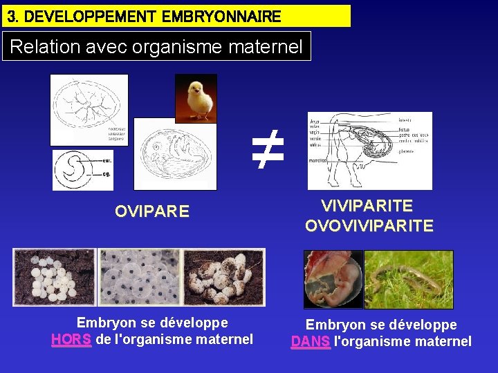 3. DEVELOPPEMENT EMBRYONNAIRE Relation avec organisme maternel ≠ OVIPARE Embryon se développe HORS de