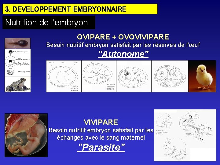 3. DEVELOPPEMENT EMBRYONNAIRE Nutrition de l'embryon OVIPARE + OVOVIVIPARE Besoin nutritif embryon satisfait par 3. DEVELOPPEMENT EMBRYONNAIRE Nutrition de l'embryon OVIPARE + OVOVIVIPARE Besoin nutritif embryon satisfait par