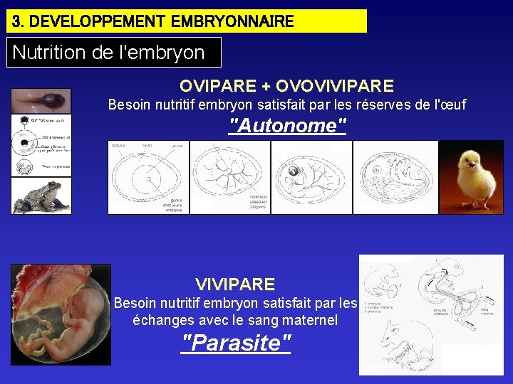 3. DEVELOPPEMENT EMBRYONNAIRE Nutrition de l'embryon OVIPARE + OVOVIVIPARE Besoin nutritif embryon satisfait par