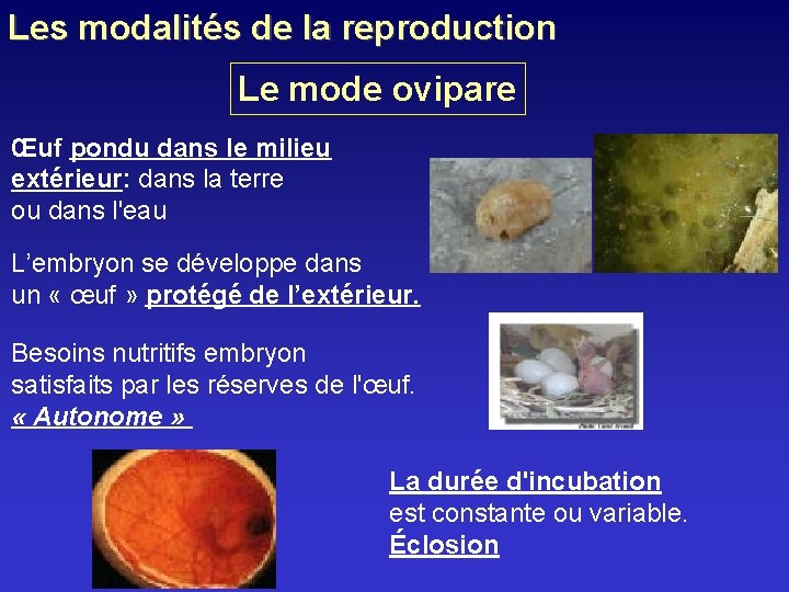 Les modalités de la reproduction Le mode ovipare Œuf pondu dans le milieu extérieur: Les modalités de la reproduction Le mode ovipare Œuf pondu dans le milieu extérieur:
