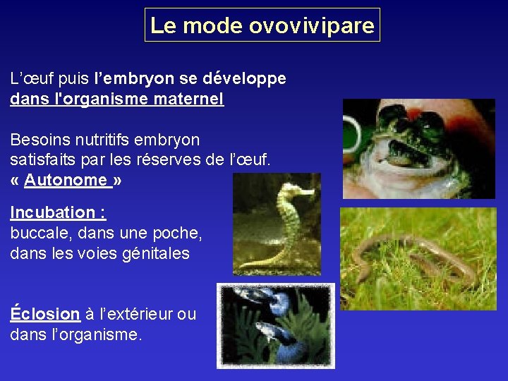 Le mode ovovivipare L’œuf puis l’embryon se développe dans l'organisme maternel Besoins nutritifs embryon