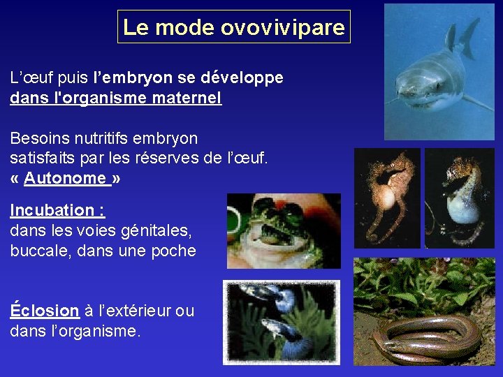 Le mode ovovivipare L’œuf puis l’embryon se développe dans l'organisme maternel Besoins nutritifs embryon