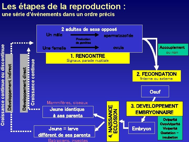 Les étapes de la reproduction : 2 adultes de sexe opposé Un mâle Production Les étapes de la reproduction : 2 adultes de sexe opposé Un mâle Production