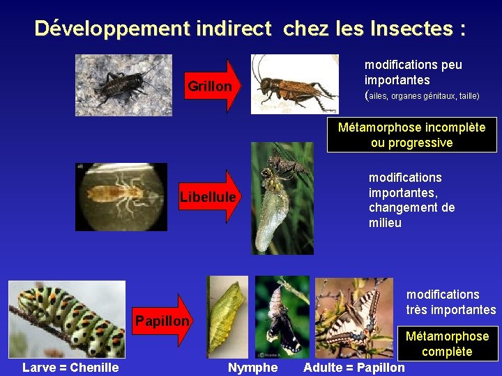 Développement indirect chez les Insectes : Grillon modifications peu importantes (ailes, organes génitaux, taille)