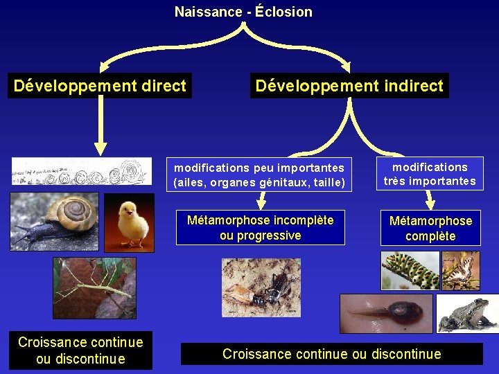 Naissance - Éclosion Développement direct Croissance continue ou discontinue Développement indirect modifications peu importantes Naissance - Éclosion Développement direct Croissance continue ou discontinue Développement indirect modifications peu importantes