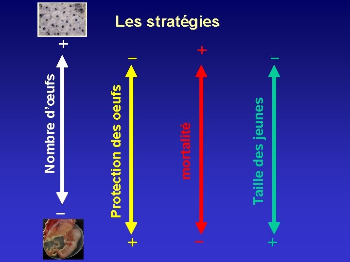 _ _ + Taille des jeunes + mortalité Protection des oeufs Nombre d’œufs Les _ _ + Taille des jeunes + mortalité Protection des oeufs Nombre d’œufs Les