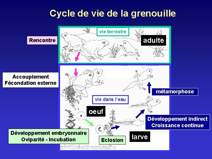 Cycle de vie de la grenouille vie terrestre adulte Rencontre Accouplement Fécondation externe métamorphose