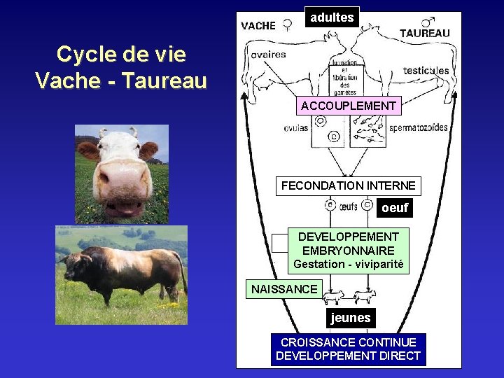 adultes Cycle de vie Vache - Taureau ACCOUPLEMENT FECONDATION INTERNE oeuf DEVELOPPEMENT EMBRYONNAIRE Gestation