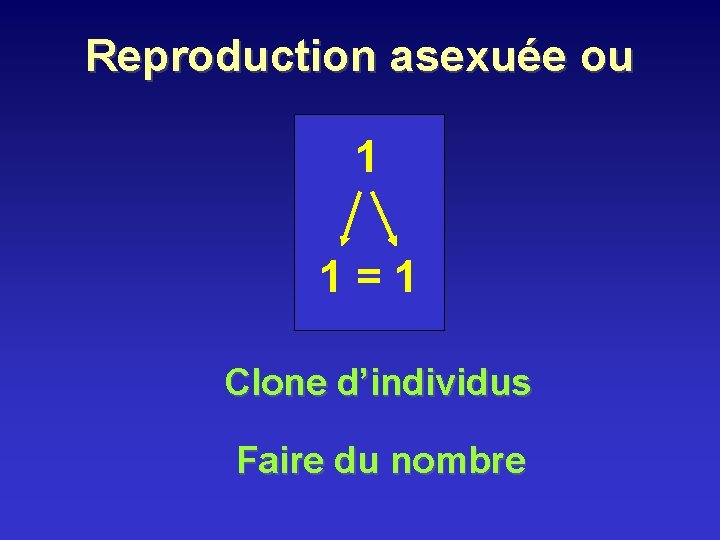 Reproduction asexuée ou 1 1 = 1 Clone d’individus Faire du nombre Reproduction asexuée ou 1 1 = 1 Clone d’individus Faire du nombre