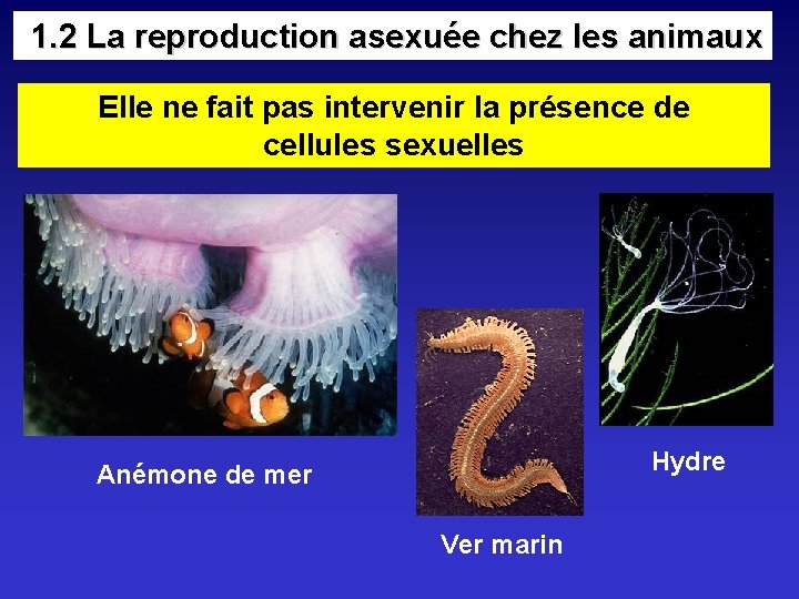 1. 2 La reproduction asexuée chez les animaux Elle ne fait pas intervenir 1. 2 La reproduction asexuée chez les animaux Elle ne fait pas intervenir
