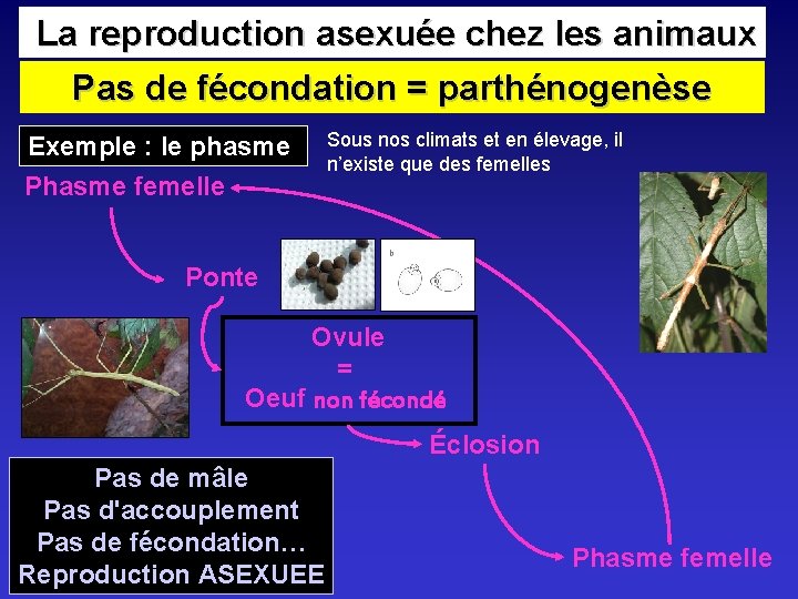  La reproduction asexuée chez les animaux Pas de fécondation = parthénogenèse Exemple :