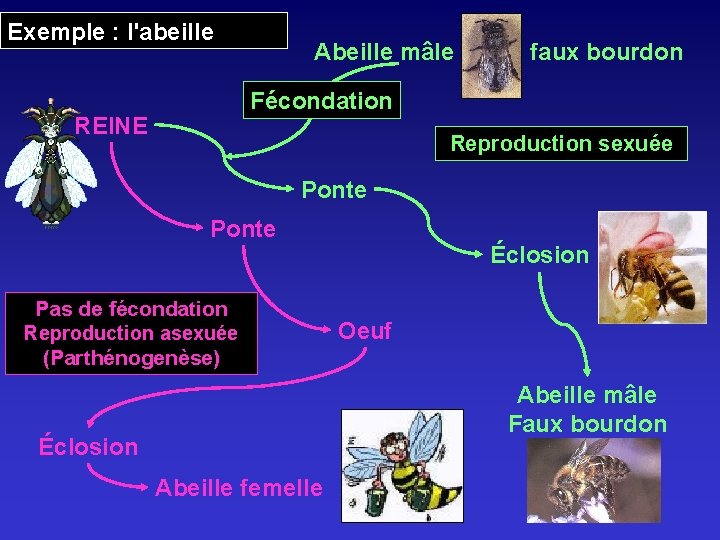 Exemple : l'abeille Abeille mâle faux bourdon Fécondation REINE Reproduction sexuée Ponte Pas de Exemple : l'abeille Abeille mâle faux bourdon Fécondation REINE Reproduction sexuée Ponte Pas de
