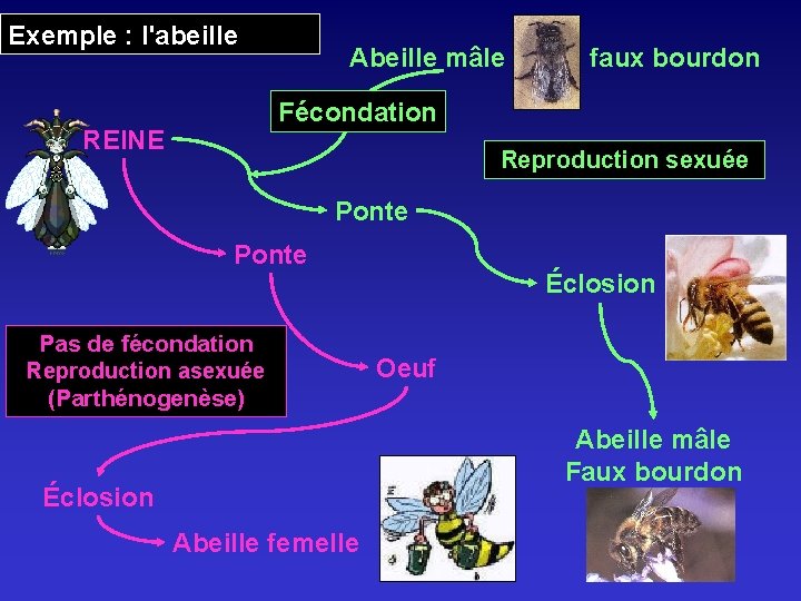 Exemple : l'abeille Abeille mâle faux bourdon Fécondation REINE Reproduction sexuée Ponte Pas de