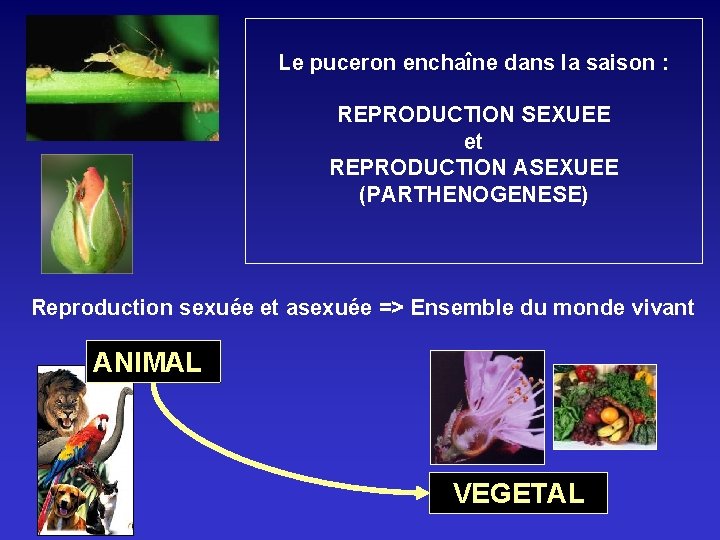 Le puceron enchaîne dans la saison : REPRODUCTION SEXUEE et REPRODUCTION ASEXUEE (PARTHENOGENESE) Reproduction