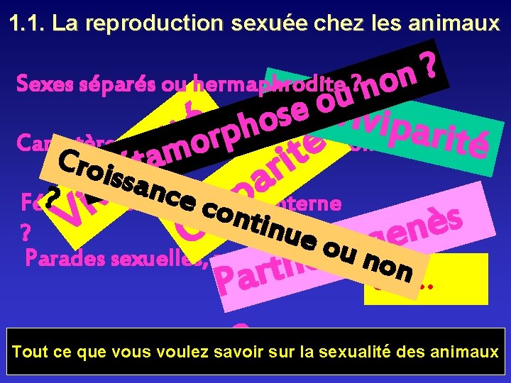 1. 1. La reproduction sexuée chez les animaux ? n Sexes séparés ou 1. 1. La reproduction sexuée chez les animaux ? n Sexes séparés ou