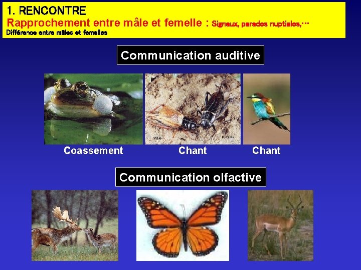 1. RENCONTRE Rapprochement entre mâle et femelle : Signaux, parades nuptiales, … Différence entre