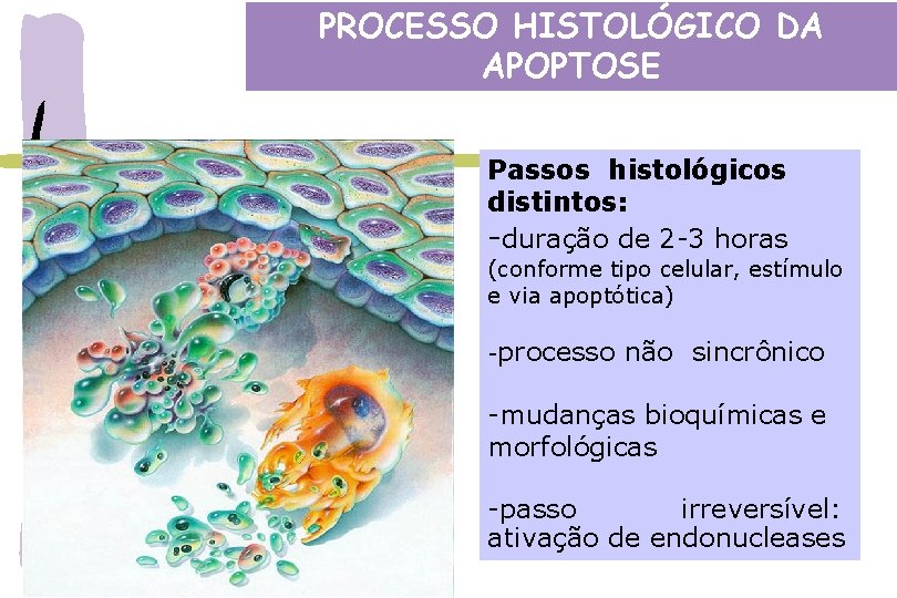PROCESSO HISTOLÓGICO DA APOPTOSE Passos histológicos distintos: -duração de 2 -3 horas (conforme tipo