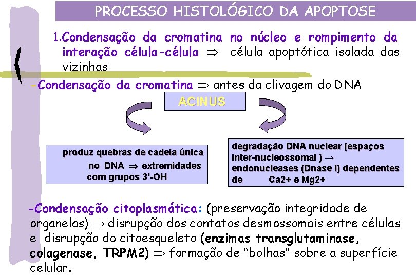 PROCESSO HISTOLÓGICO DA APOPTOSE 1. Condensação da cromatina no núcleo e rompimento da interação