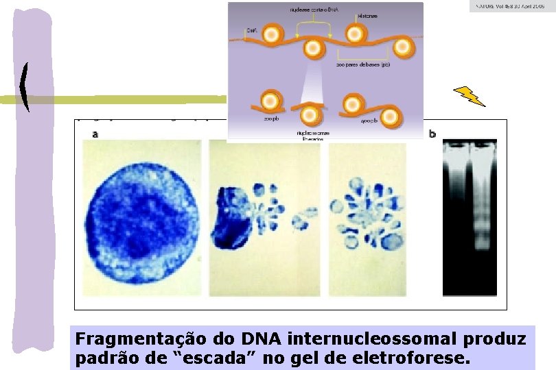 Fragmentação do DNA internucleossomal produz padrão de “escada” no gel de eletroforese. 