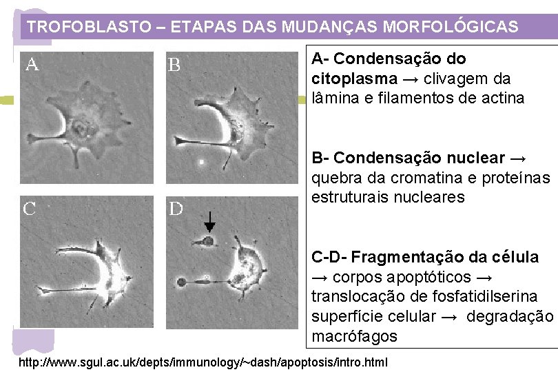 TROFOBLASTO – ETAPAS DAS MUDANÇAS MORFOLÓGICAS A- Condensação do citoplasma → clivagem da lâmina