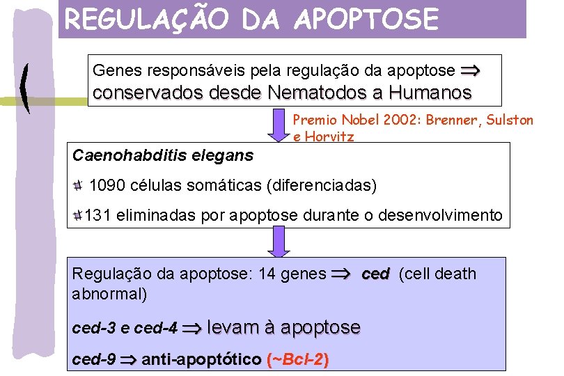 REGULAÇÃO DA APOPTOSE Genes responsáveis pela regulação da apoptose conservados desde Nematodos a Humanos