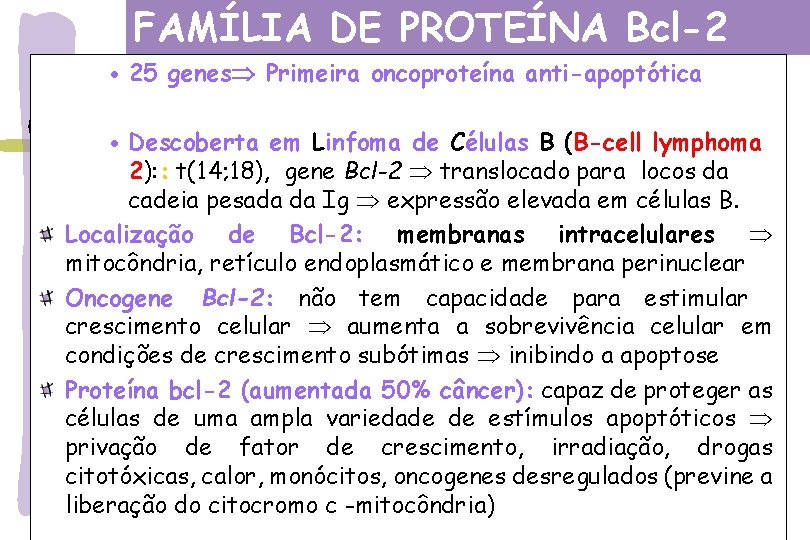 FAMÍLIA DE PROTEÍNA Bcl-2 · 25 genes Primeira oncoproteína anti-apoptótica Descoberta em Linfoma de