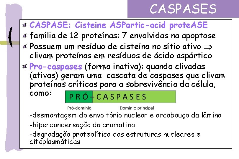 CASPASES CASPASE: Cisteine ASPartic-acid prote. ASE família de 12 proteínas: 7 envolvidas na apoptose