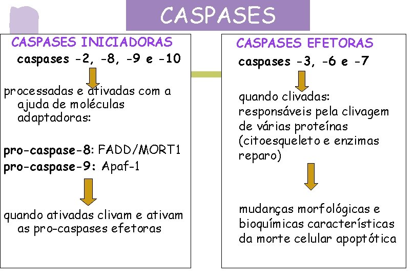 CASPASES INICIADORAS caspases -2, -8, -9 e -10 processadas e ativadas com a ajuda