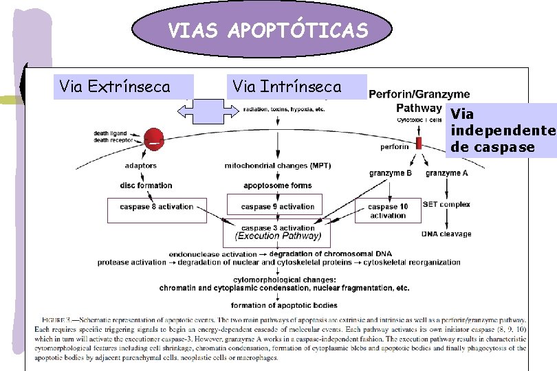 VIAS APOPTÓTICAS Via Extrínseca Via Intrínseca Via independente de caspase 