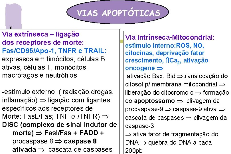 VIAS APOPTÓTICAS Via extrínseca – ligação dos receptores de morte: Fas/CD 95/Apo-1, TNFR e