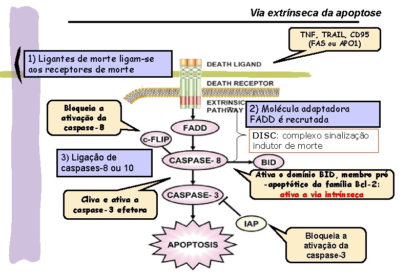 Via extrínseca da apoptose TNF, TRAIL, CD 95 (FAS ou APO 1) 1) Ligantes