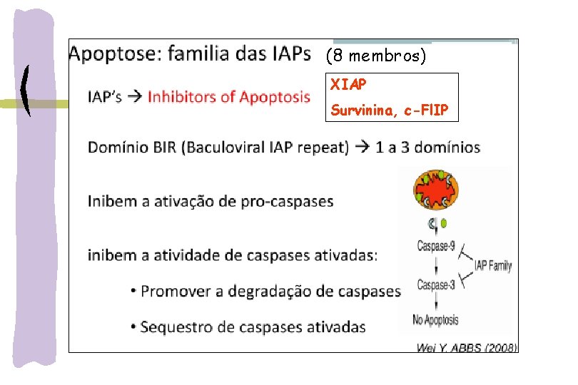 (8 membros) XIAP Survinina, c-Fl. IP 