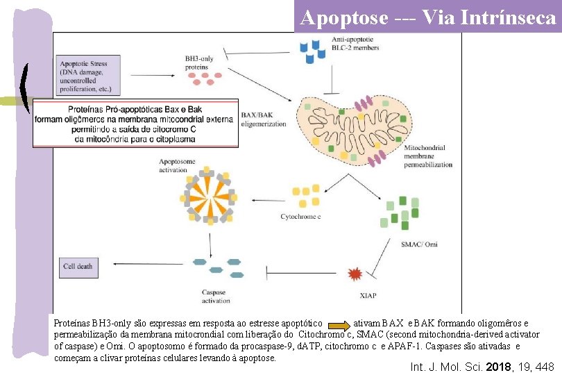 Apoptose --- Via Intrínseca Proteínas BH 3 -only são expressas em resposta ao estresse