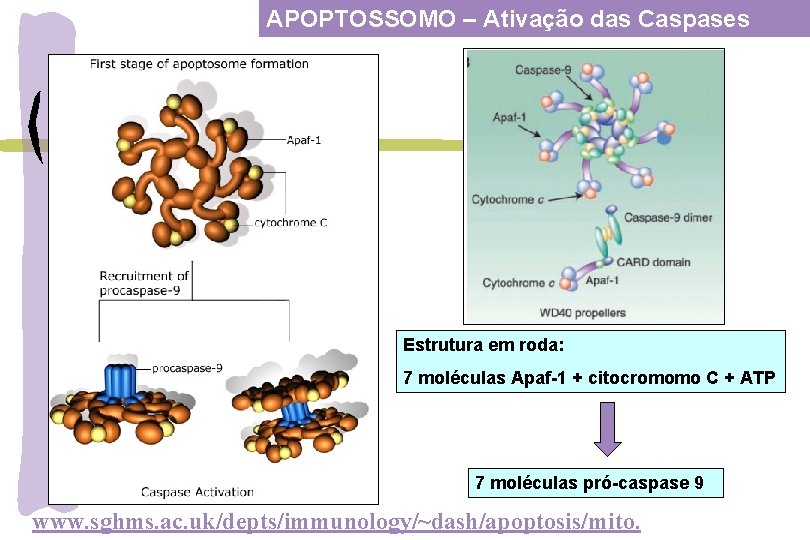 APOPTOSSOMO – Ativação das Caspases Estrutura em roda: 7 moléculas Apaf-1 + citocromomo C