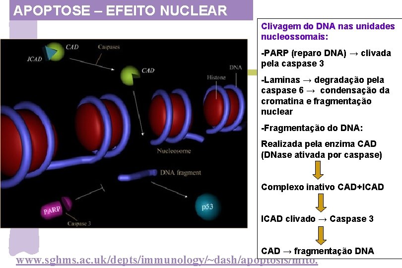 APOPTOSE – EFEITO NUCLEAR Clivagem do DNA nas unidades nucleossomais: -PARP (reparo DNA) →