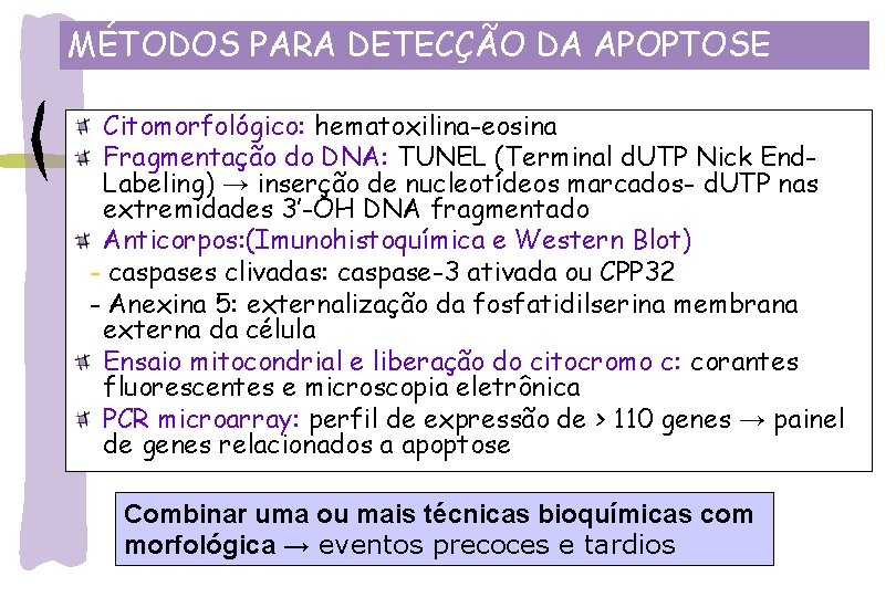 MÉTODOS PARA DETECÇÃO DA APOPTOSE Citomorfológico: hematoxilina-eosina Fragmentação do DNA: TUNEL (Terminal d. UTP
